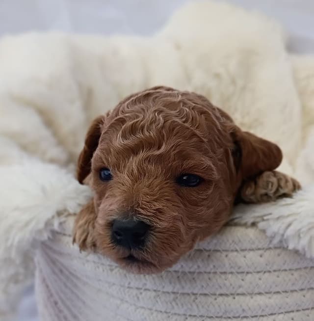 Poodle Puppies media 21