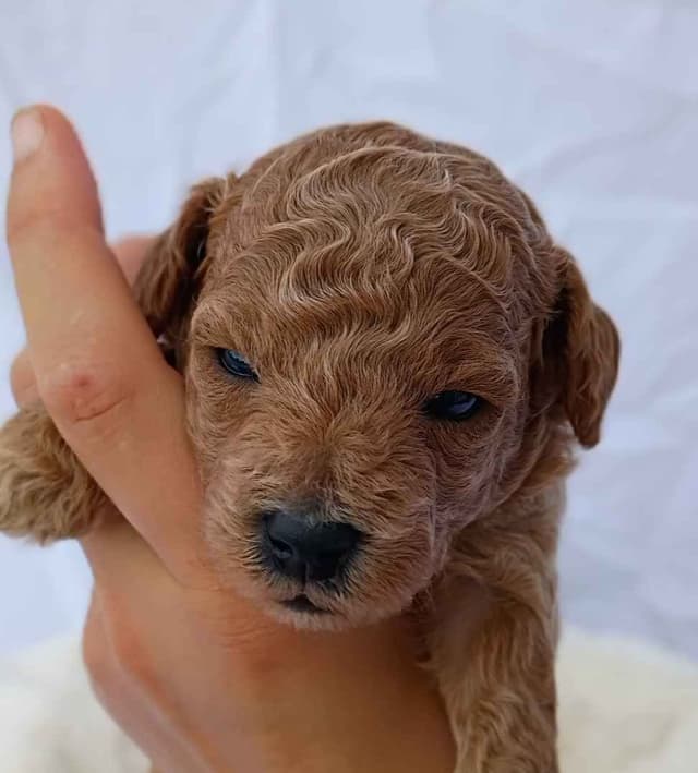 Poodle Puppies media 19