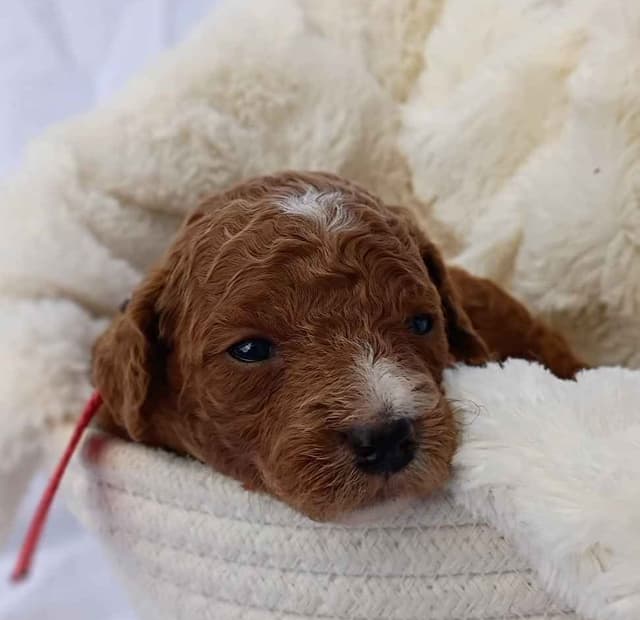 Poodle Puppies media 22