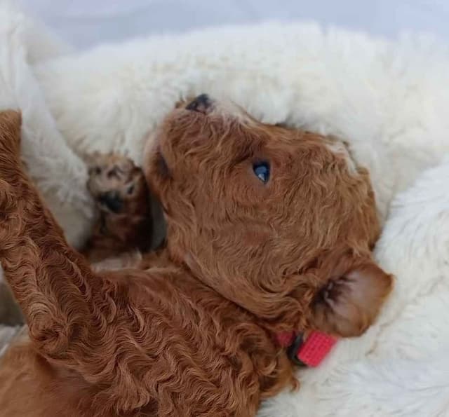 Poodle Puppies media 23