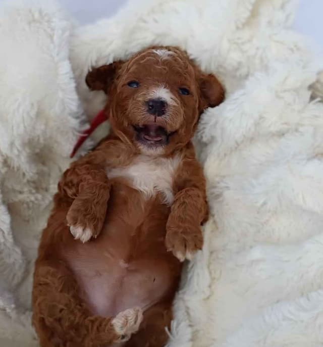 Poodle Puppies media 24
