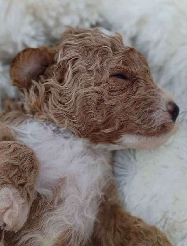Poodle Puppies media 4