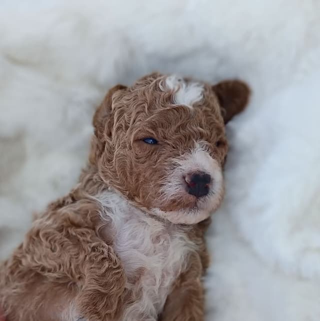 Poodle Puppies media 6