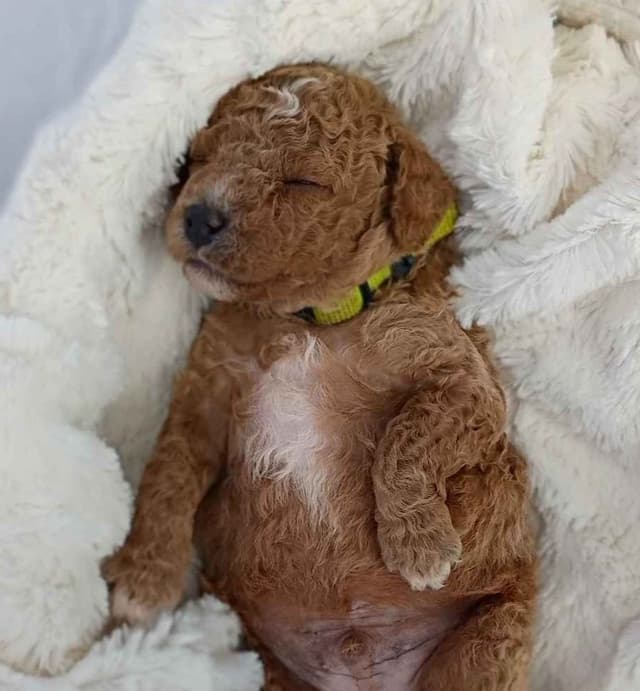 Poodle Puppies media 9