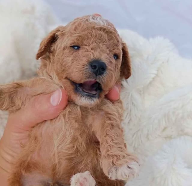 Poodle Puppies media 14