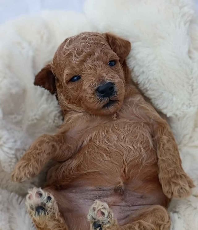 Poodle Puppies media 20