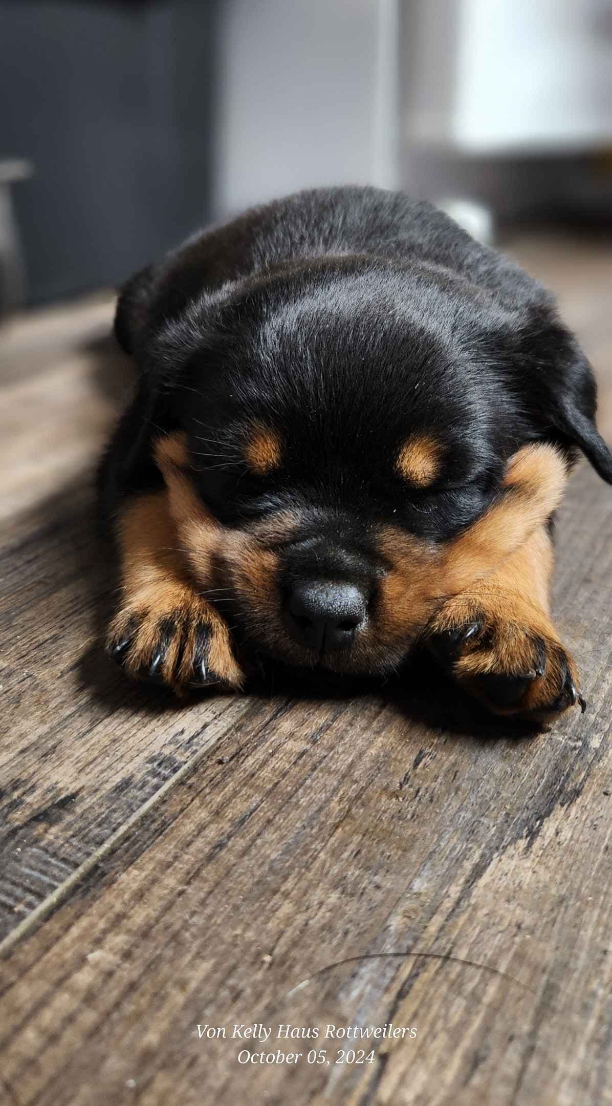 Rottweiler Puppies breeder image 1