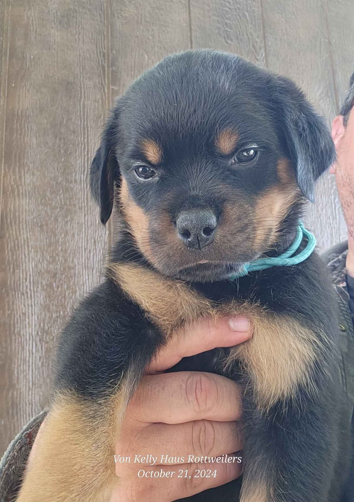 Rottweiler Puppies breeder image 2