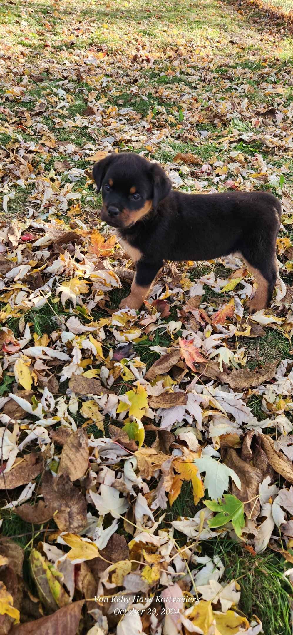 Rottweiler Puppies breeder image 3