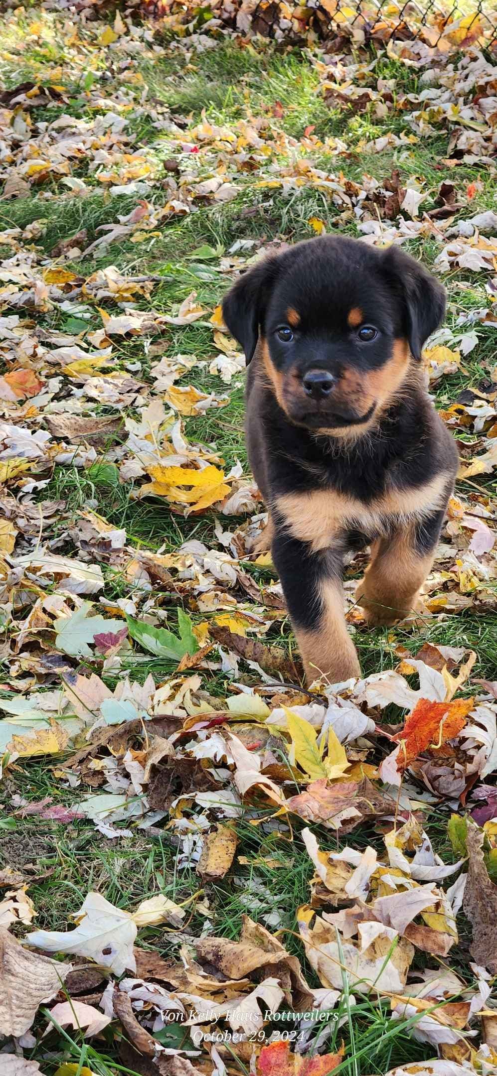 Rottweiler Puppies breeder image 4