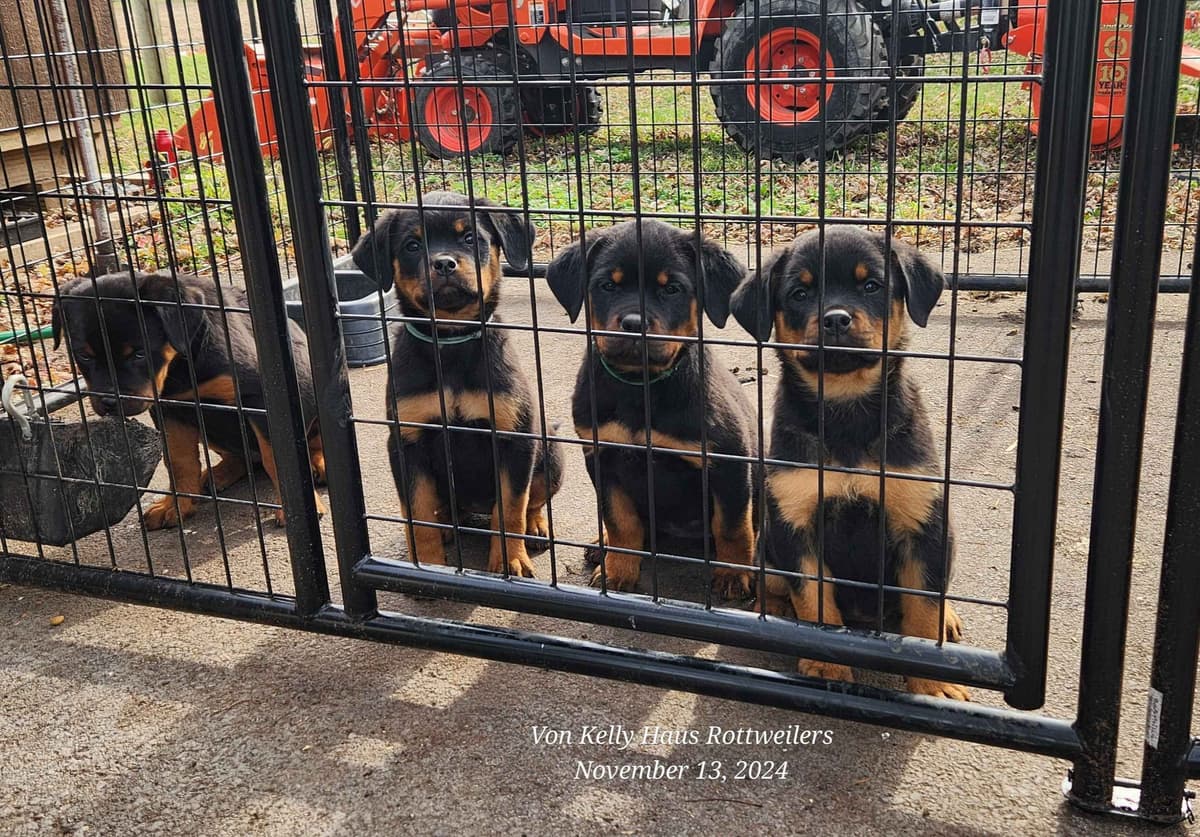 Rottweiler Puppies breeder image 5