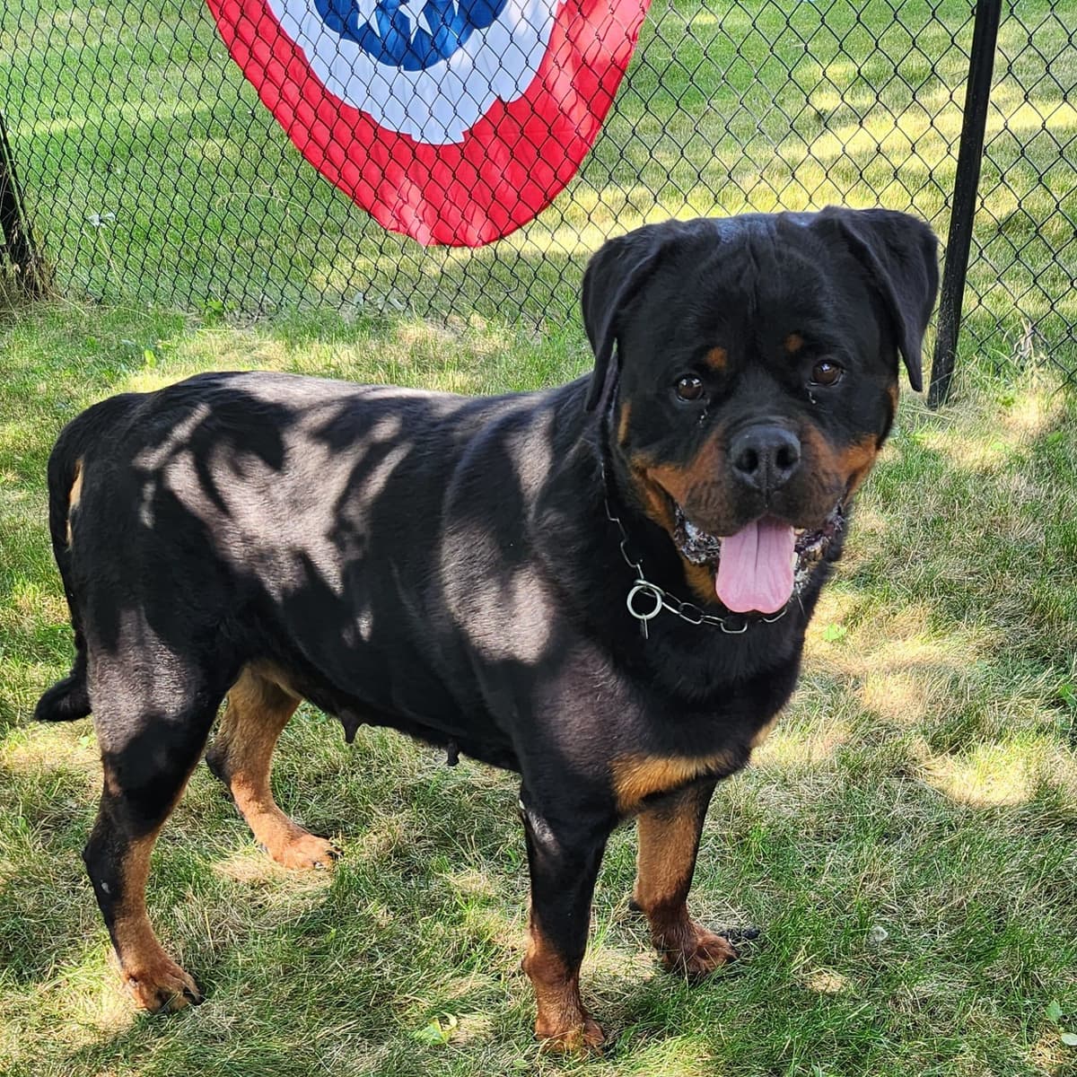 Rottweiler Puppies breeder image 6