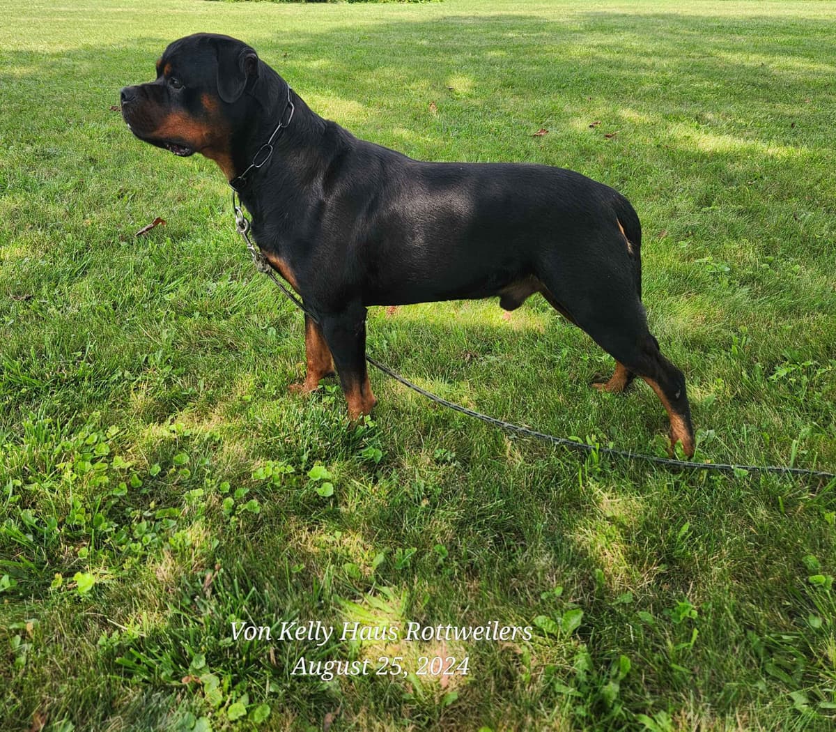 Rottweiler Puppies breeder image 7