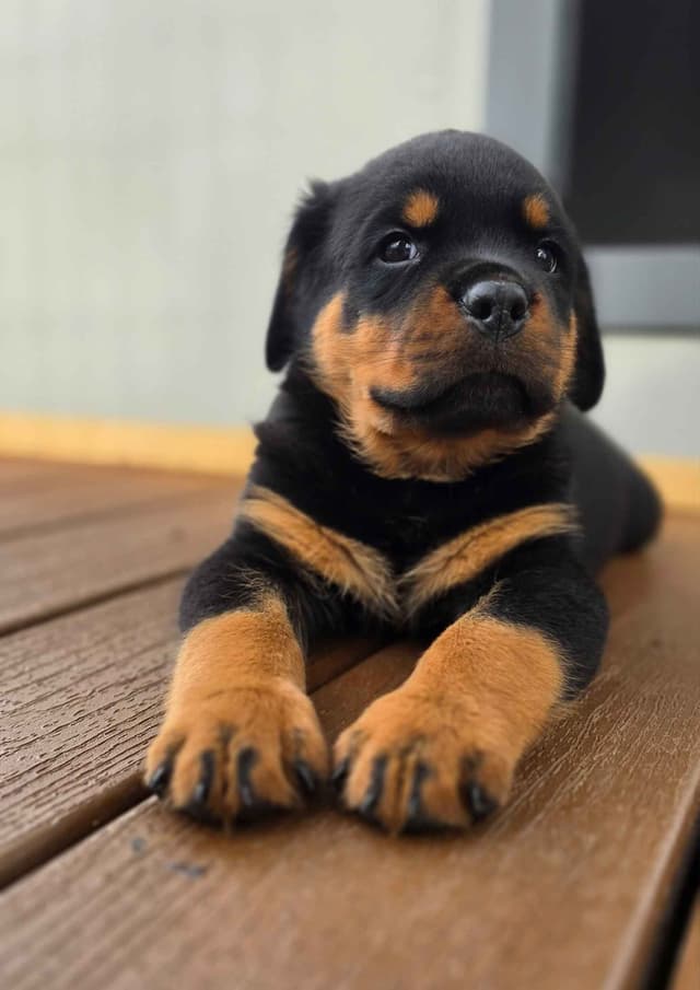 Rottweiler Puppies media 2