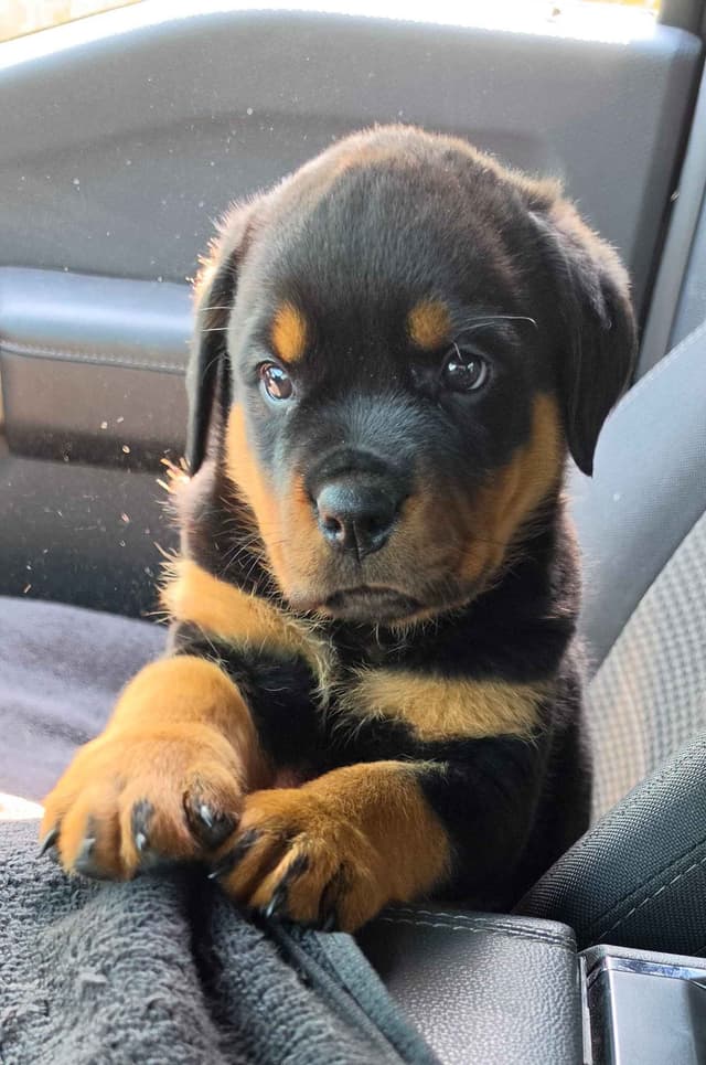 Rottweiler Puppies media 3