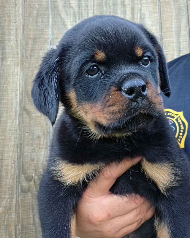 Rottweiler Puppies media 4