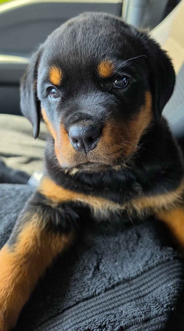 Rottweiler Puppies media 5