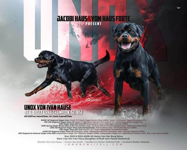 Rottweiler Puppies media 6