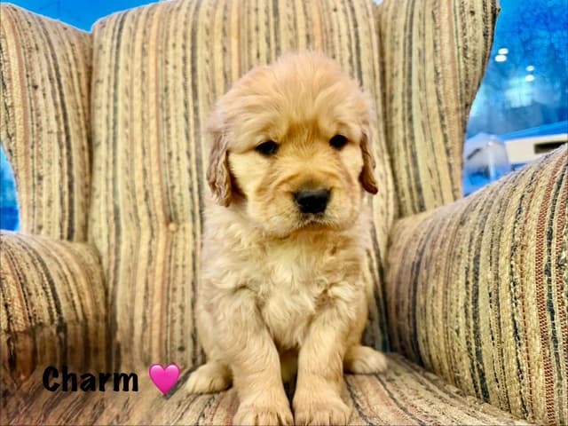 Mother's Day Puppies- 2 females available media 3