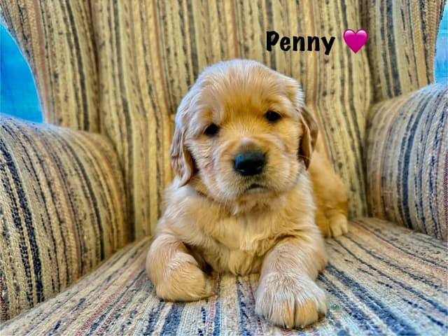 Mother's Day Puppies- 2 females available media 4