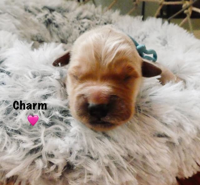 Mother's Day Puppies- 2 females available media 12