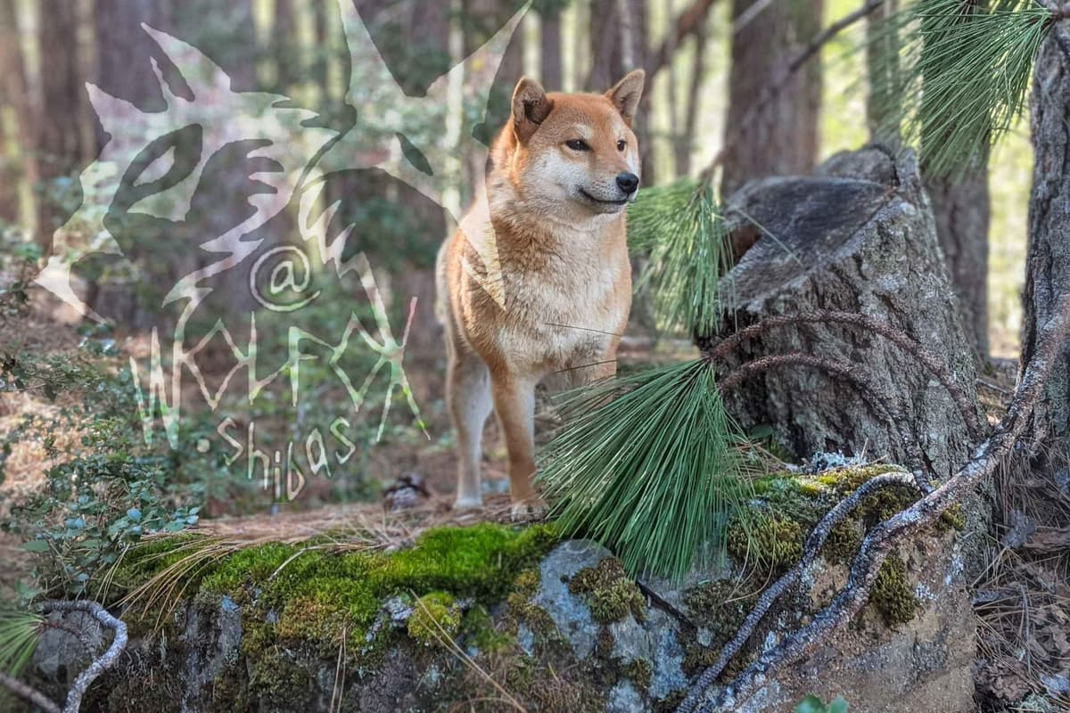 Sesame Shiba Inu Boys breeder image 3