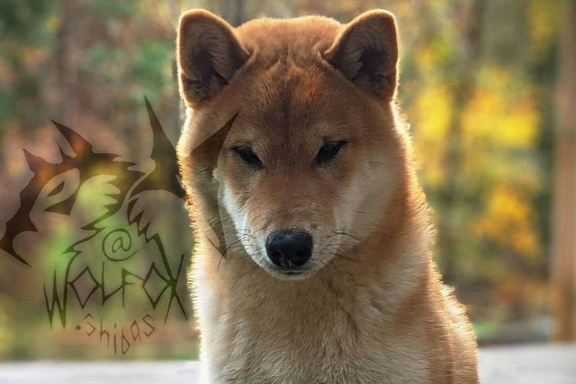 Sesame Shiba Inu Boys breeder image 4