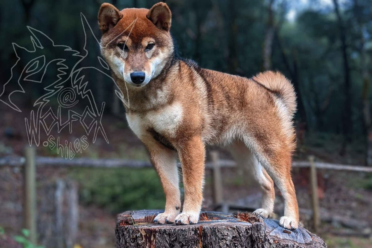 Sesame Shiba Inu Boys breeder image 2