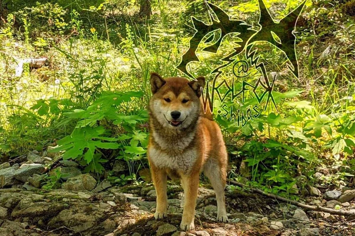 Sesame Shiba Inu Boys breeder image 5