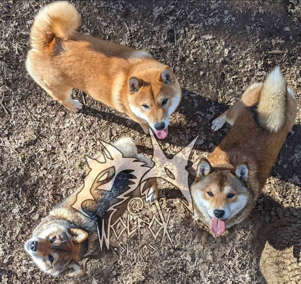 Sesame Shiba Inu Boys breeder image 1