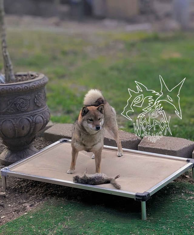 Sesame Shiba Inu Boys media 2