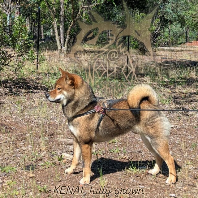 Sesame Shiba Inu Boys media 3