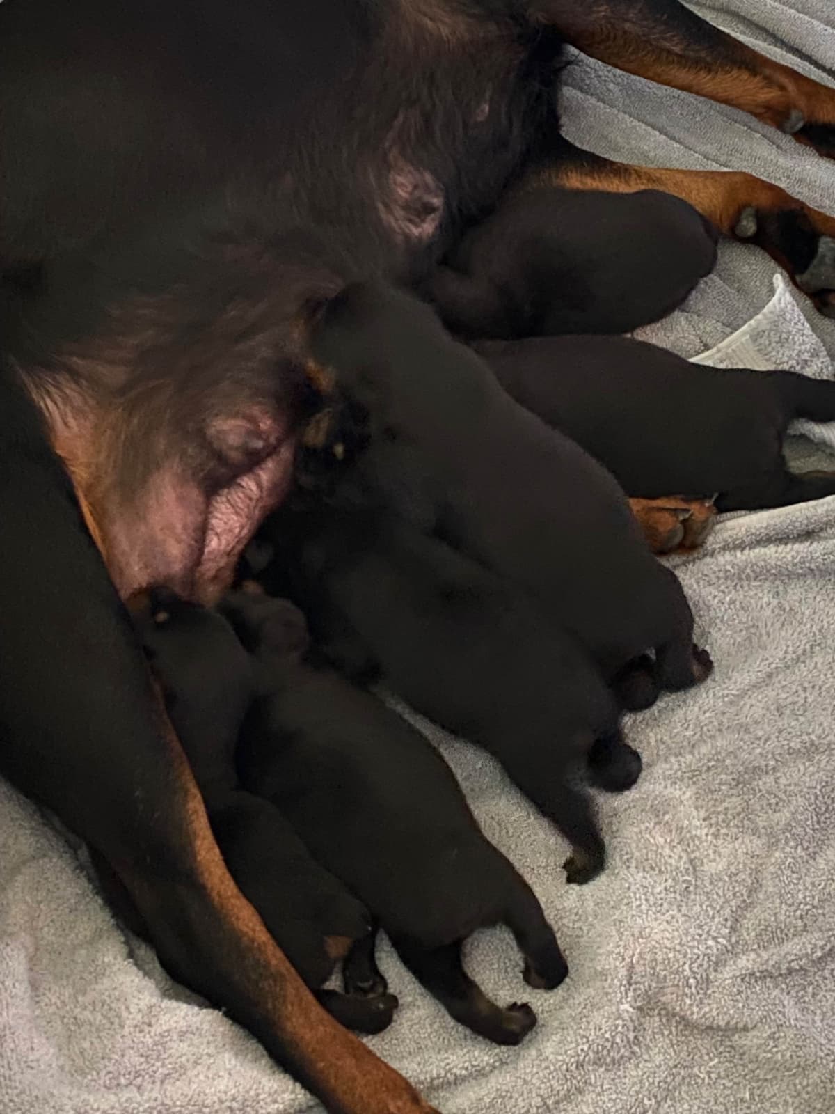Rottweiler Puppies breeder image 1
