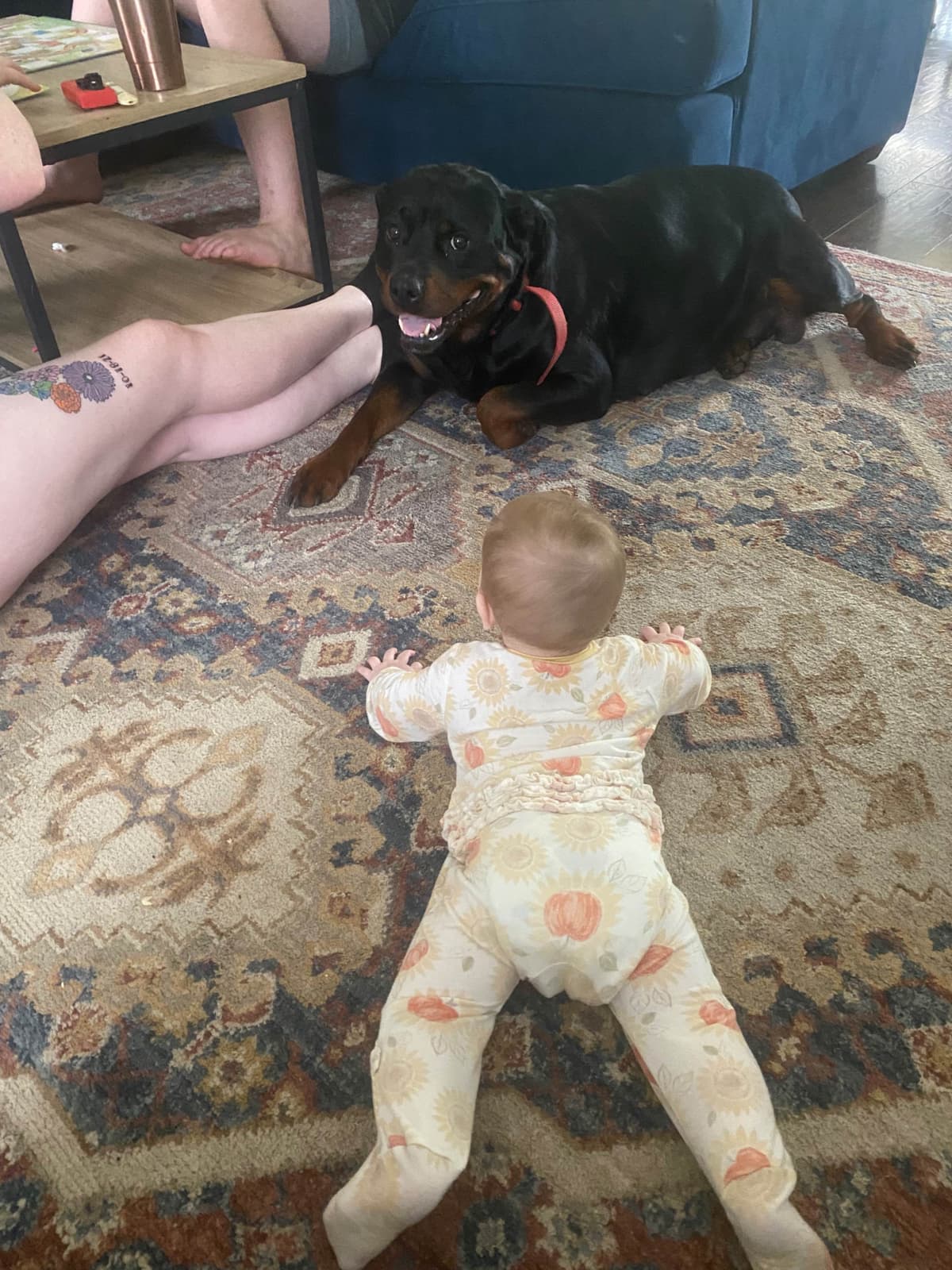 Rottweiler Puppies breeder image 2
