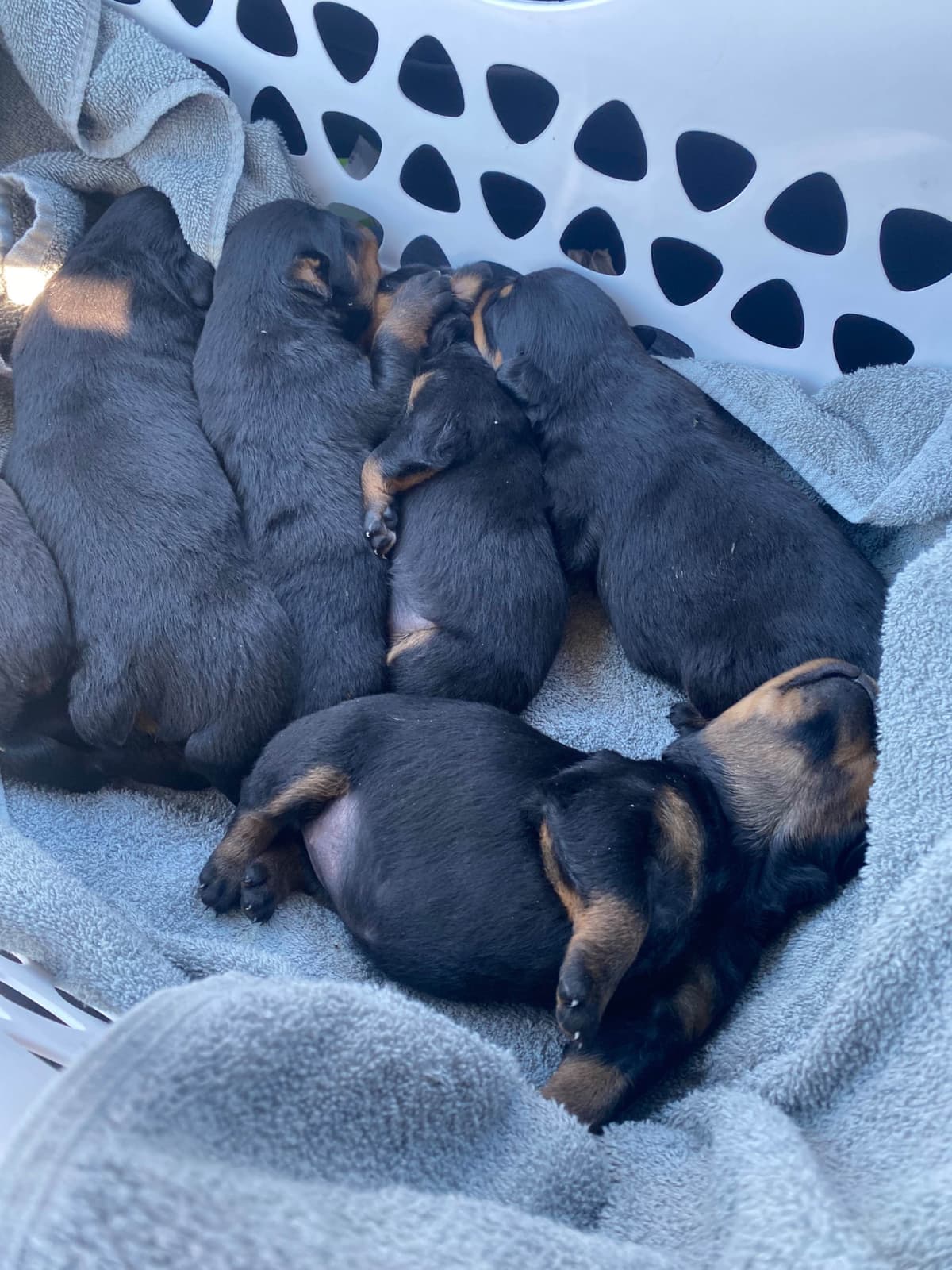 Rottweiler Puppies breeder image 3