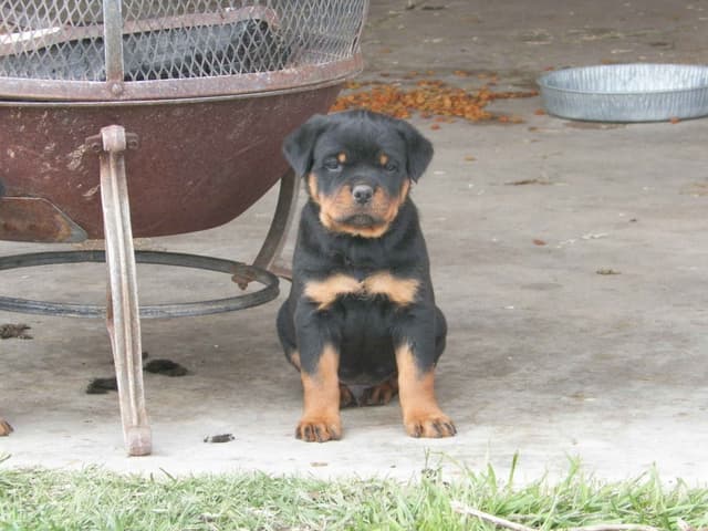 Gunner and Bella's Little Miss Congeniality Puppies media 2