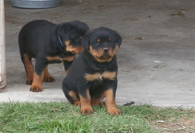 Gunner and Bella's Little Miss Congeniality Puppies media 3