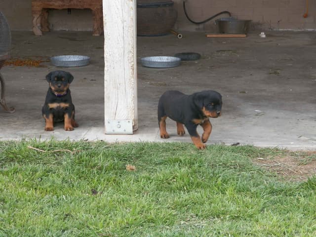 Gunner and Bella's Little Miss Congeniality Puppies media 4