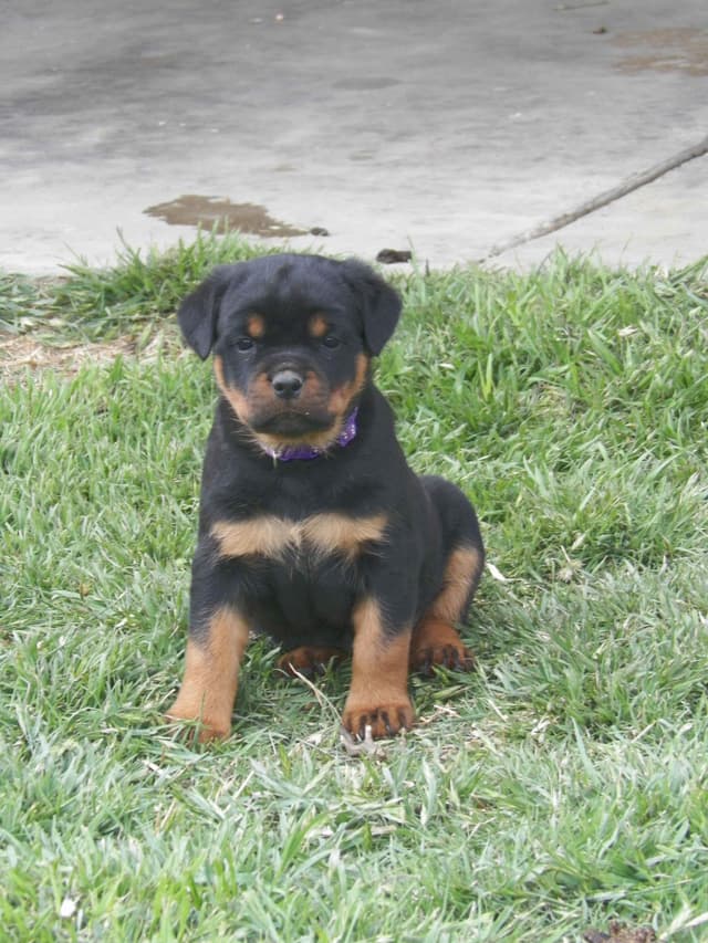 Gunner and Bella's Little Miss Congeniality Puppies media 5