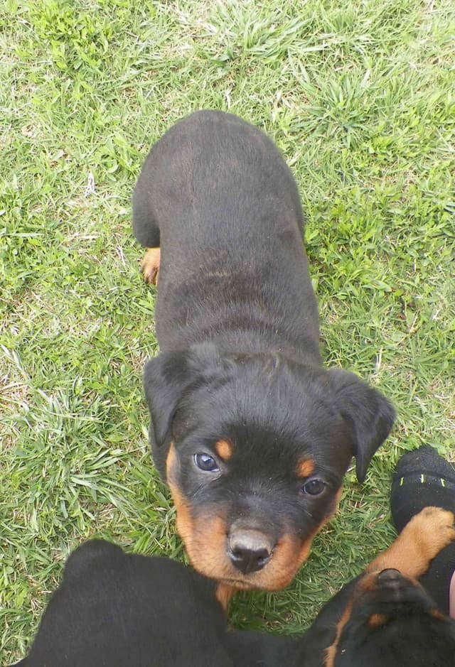 Gunner and Bella's Little Miss Congeniality Puppies media 6