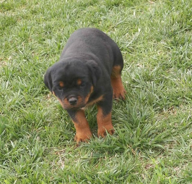 Gunner and Bella's Little Miss Congeniality Puppies media 7