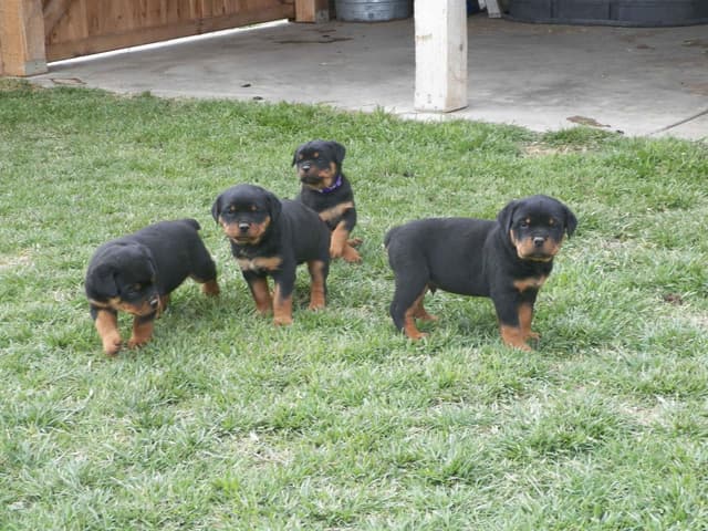Gunner and Bella's Little Miss Congeniality Puppies media 8