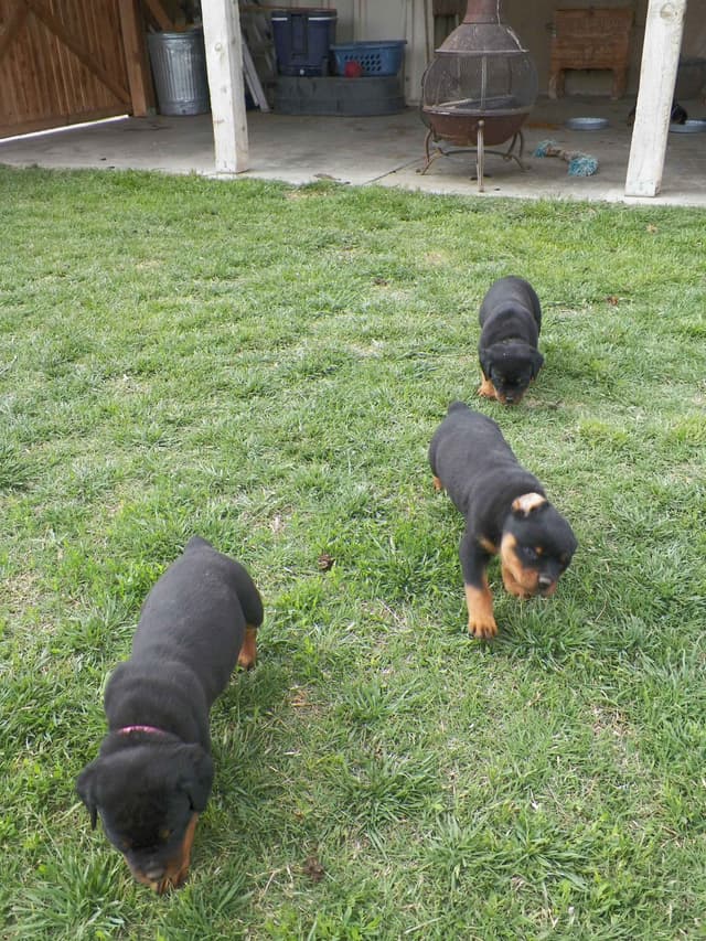 Gunner and Bella's Little Miss Congeniality Puppies media 9