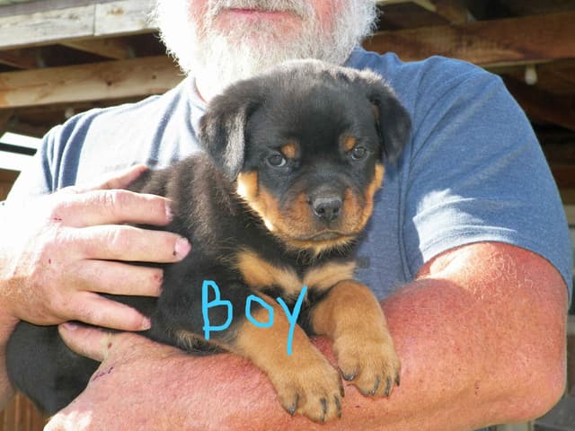 Gunner and Bella's Little Miss Congeniality Puppies media 11