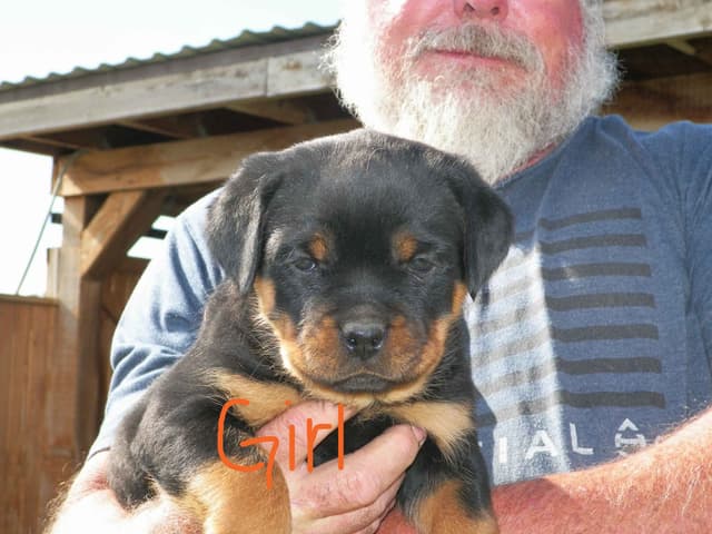Gunner and Bella's Little Miss Congeniality Puppies media 13