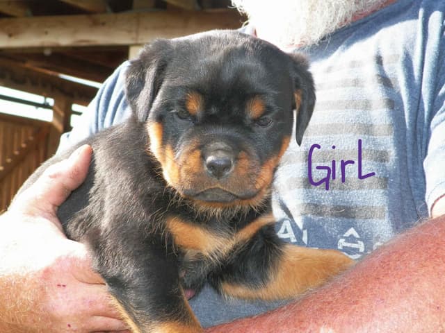 Gunner and Bella's Little Miss Congeniality Puppies media 14