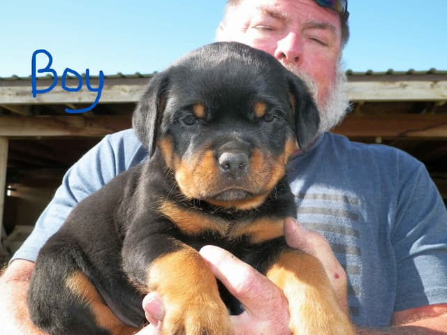 Gunner and Bella's Little Miss Congeniality Puppies media 15