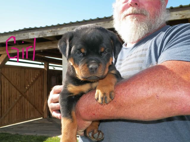 Gunner and Bella's Little Miss Congeniality Puppies media 16