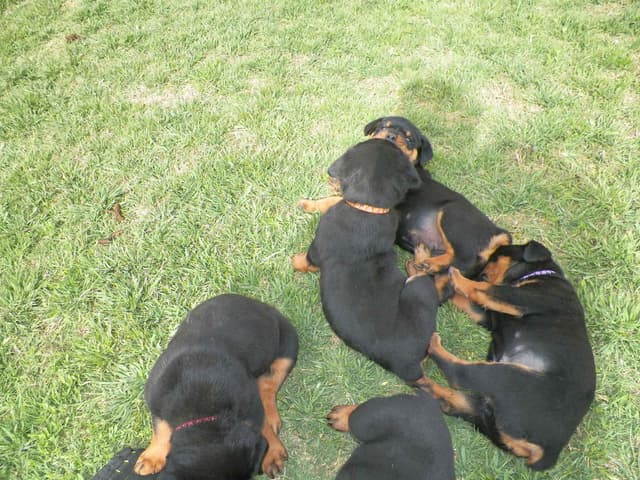 Gunner and Bella's Little Miss Congeniality Puppies media 18