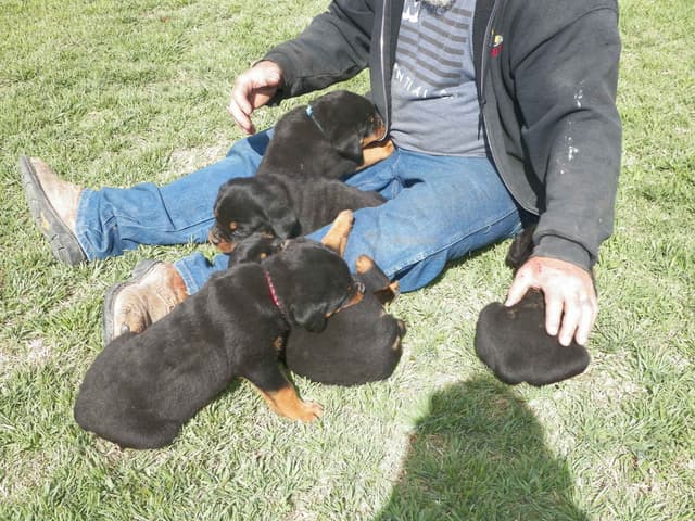 Gunner and Bella's Little Miss Congeniality Puppies media 17